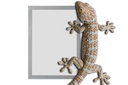 Repositionable Adhesive Windows